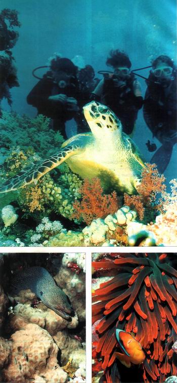 Кораллы Красного моря Кораллы Красного моря